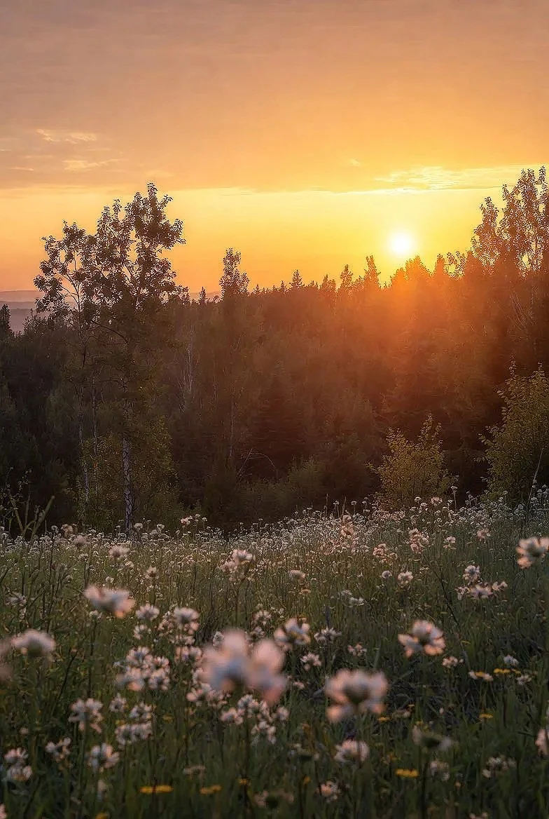 Sunset over a field of wildflowers with trees in the background.