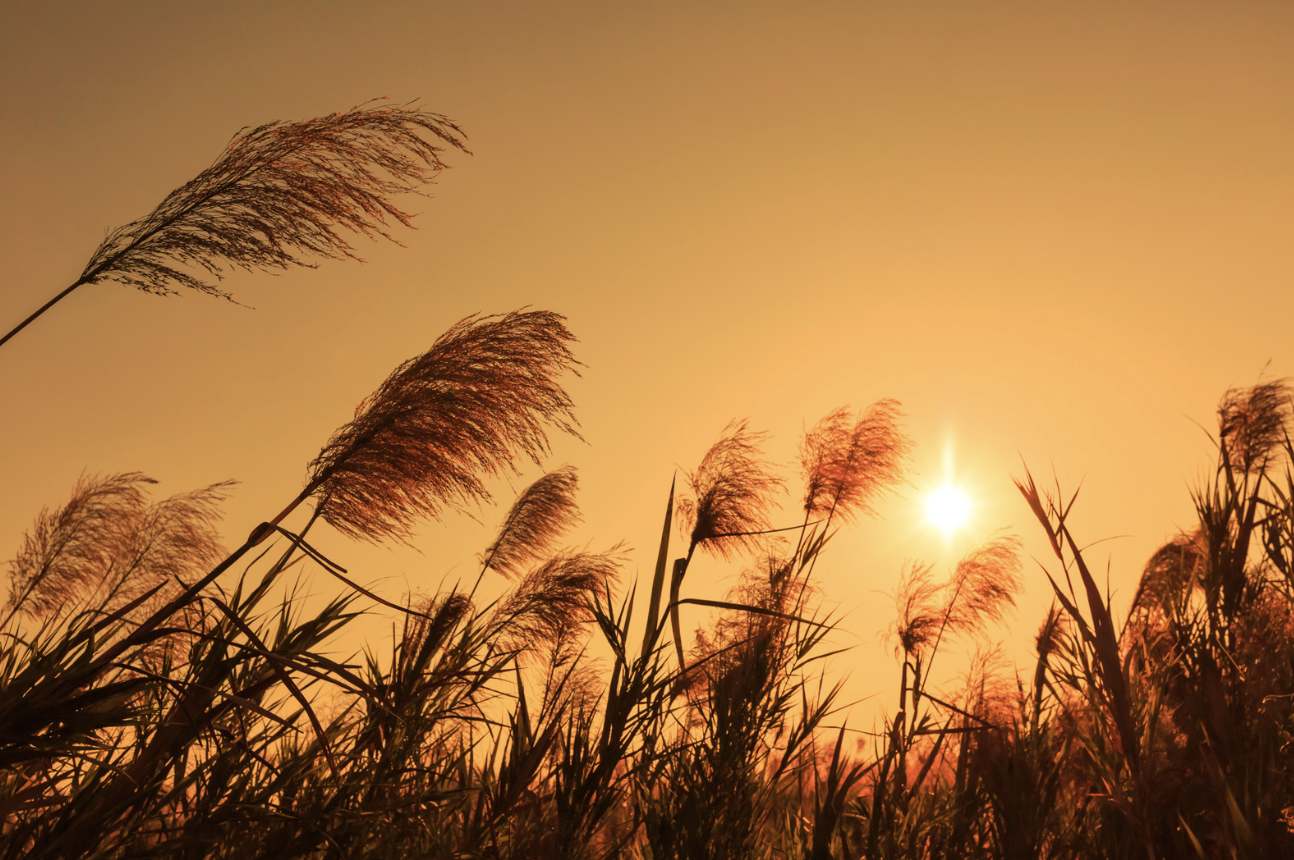 Tall grass and reeds silhouetted against a sunset sky with the sun shining brightly.