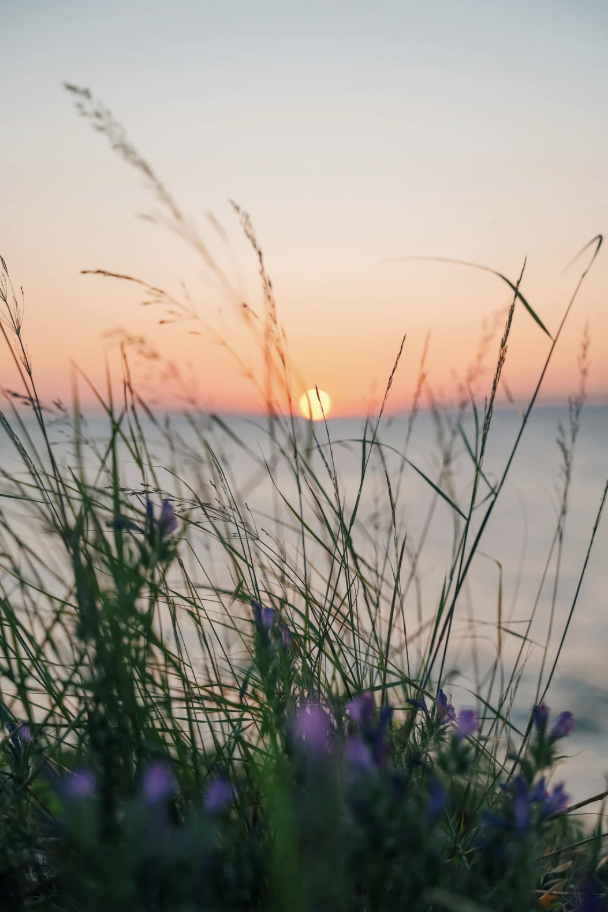 Sun setting over the ocean with grasses and purple flowers in the foreground.