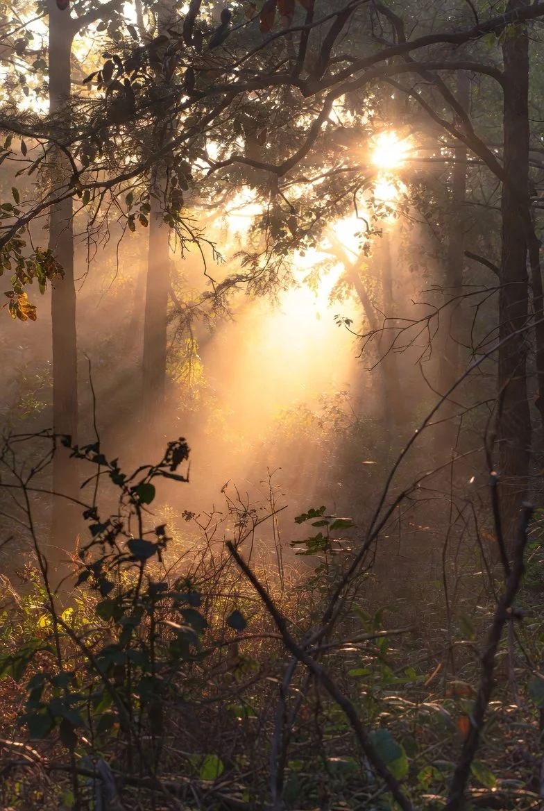 Sun rays shining through the trees in a forest with dense foliage and underbrush.