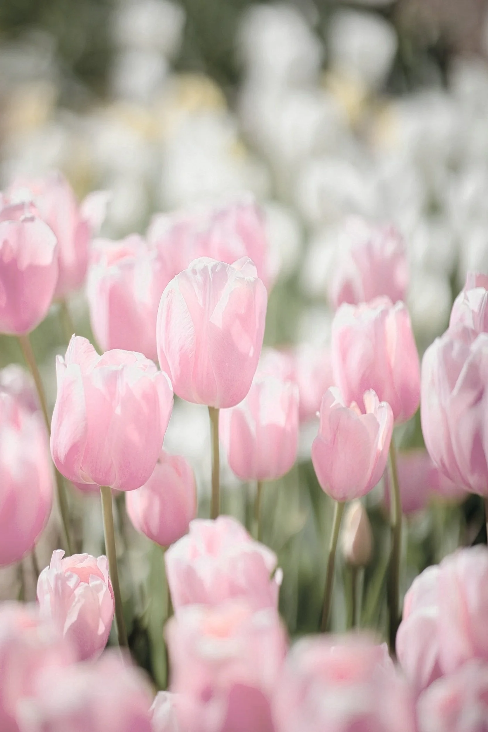 Close-up of pink tulip flowers in a garden with blurred background.