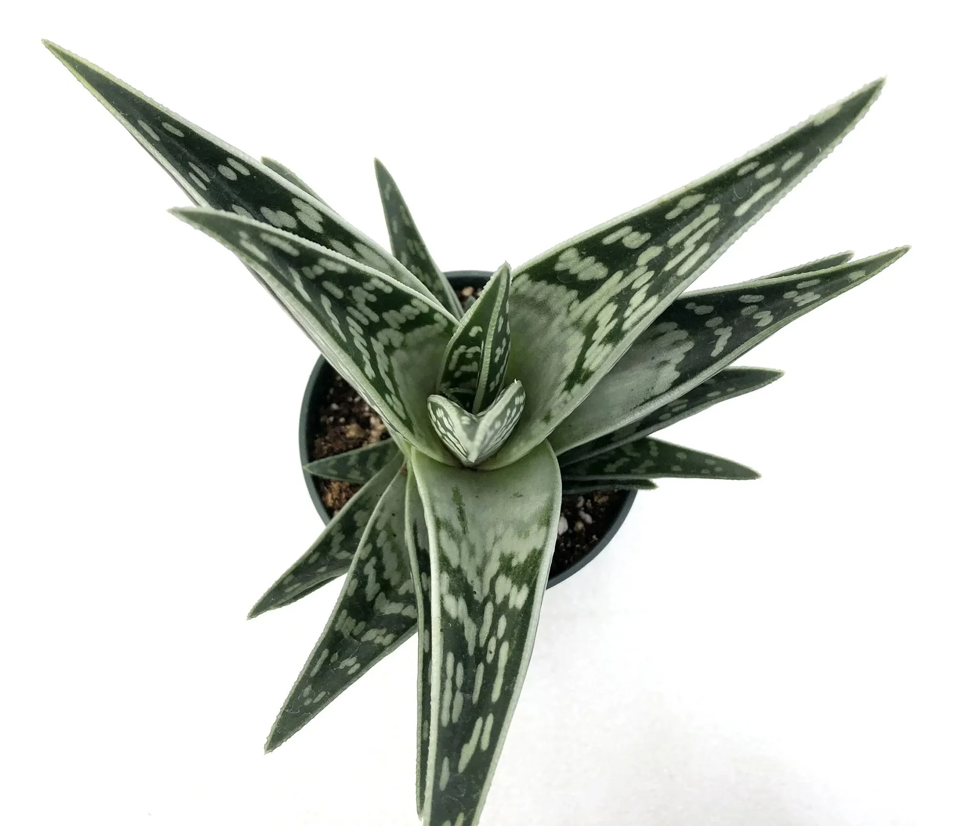 Aloe variegata 02.jpg