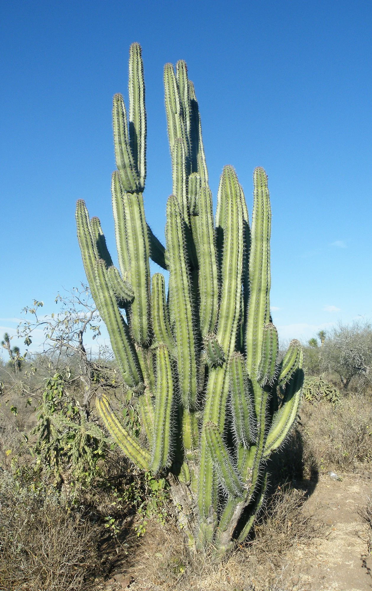 Stenocereus pruinosus 02.jpg