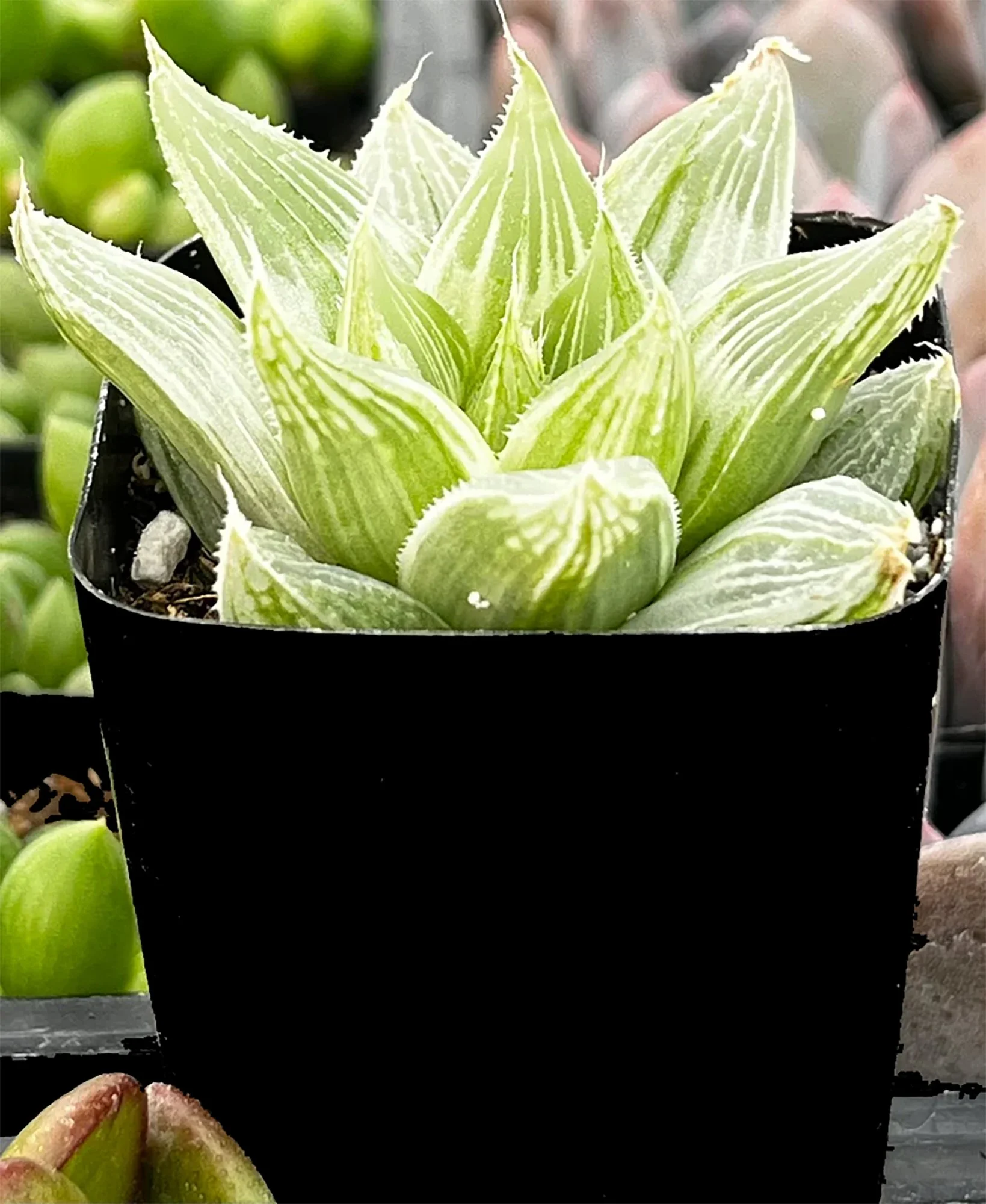 haworthia retusa white ghost 02.jpg
