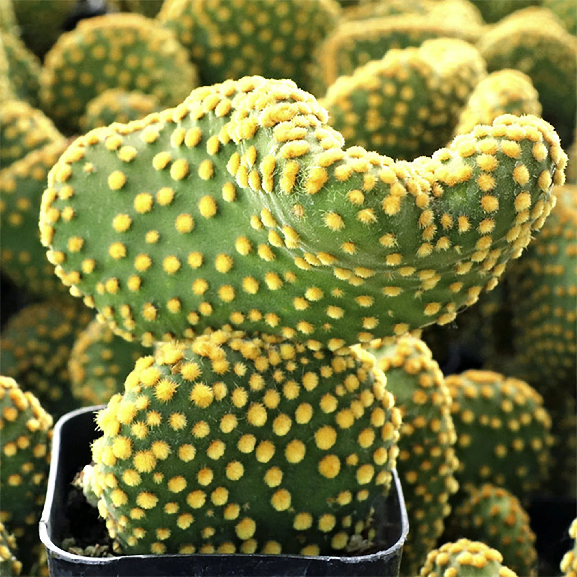 Opuntia microdasys f monstrosa 01.jpg