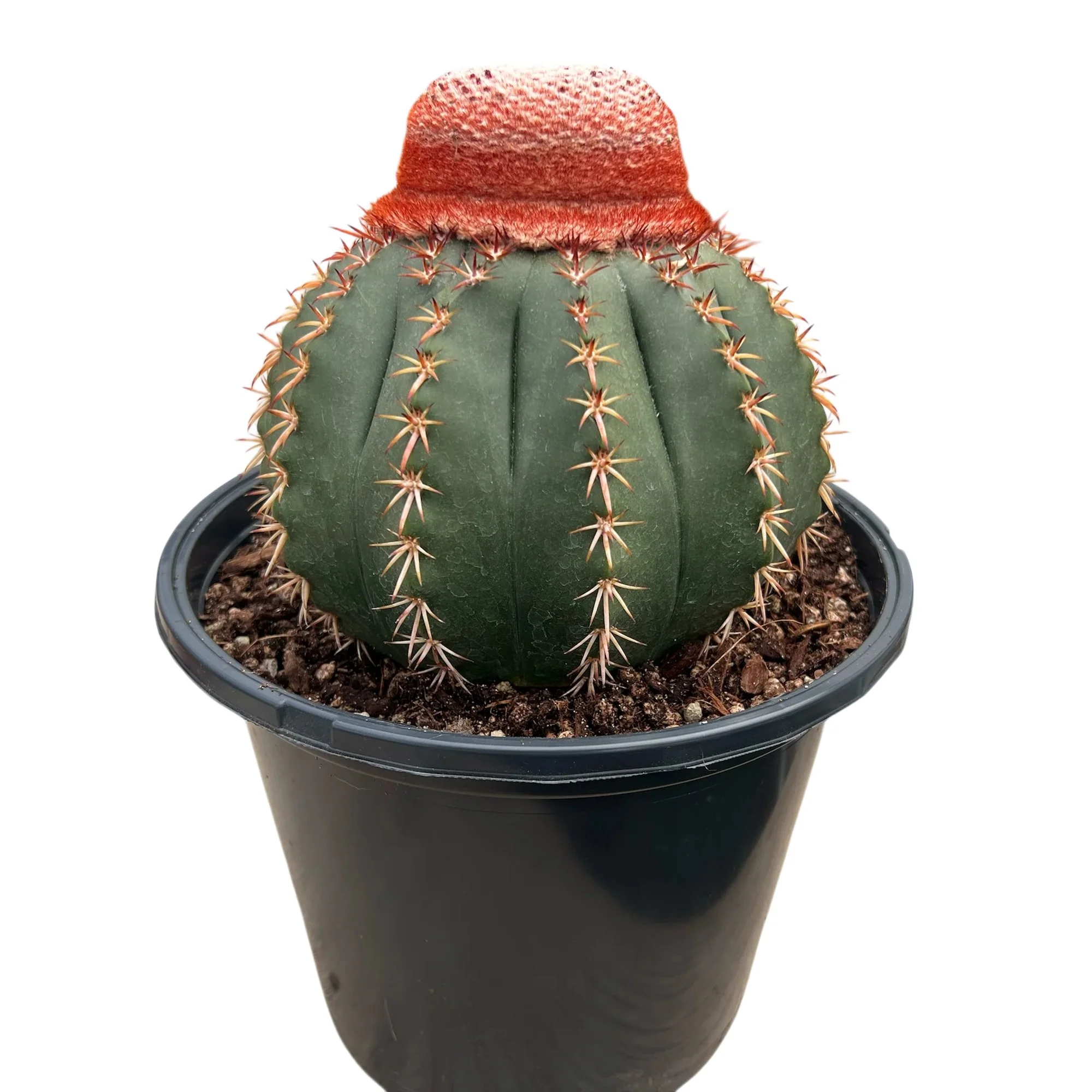 Melocactus conoideus 03.jpg