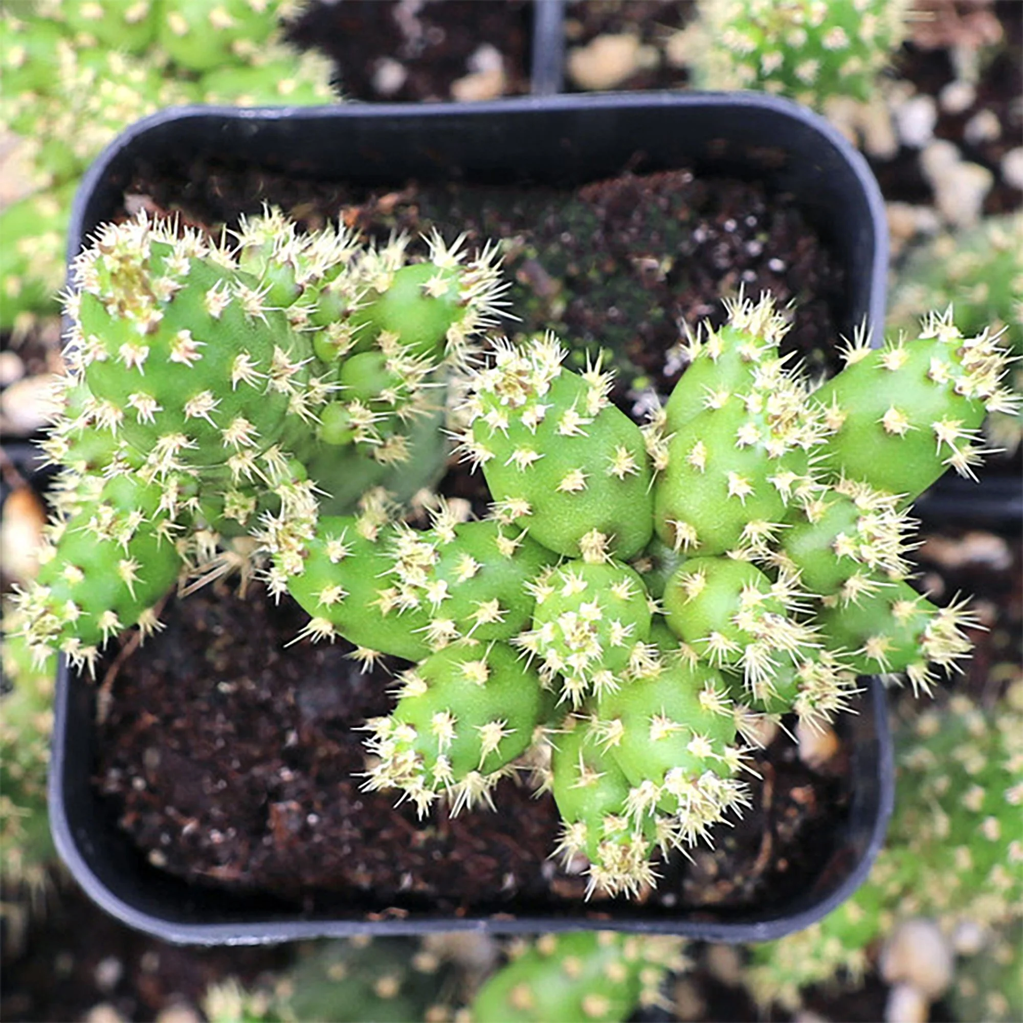 Opuntia salmiana 02.jpg