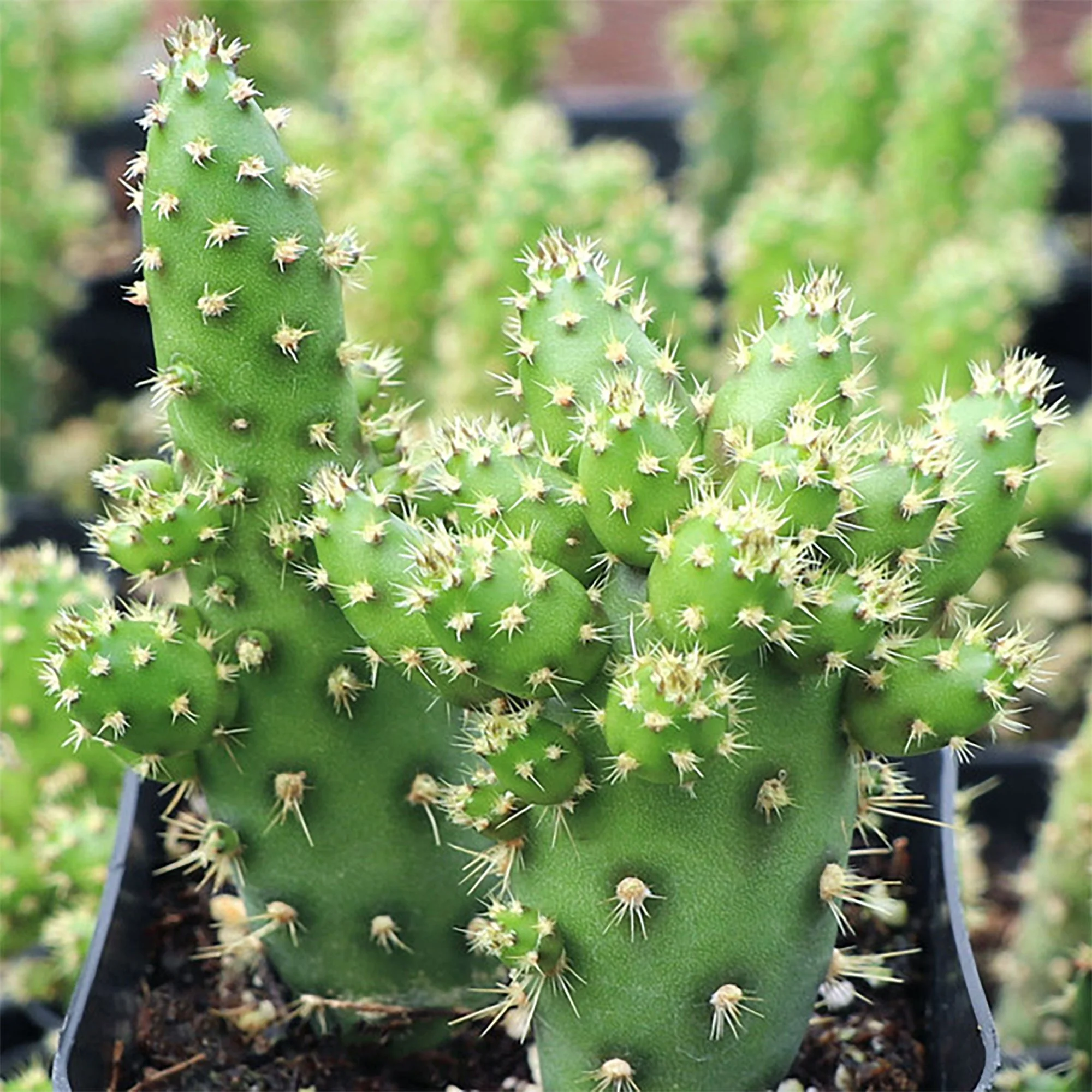 Opuntia salmiana 01.jpg