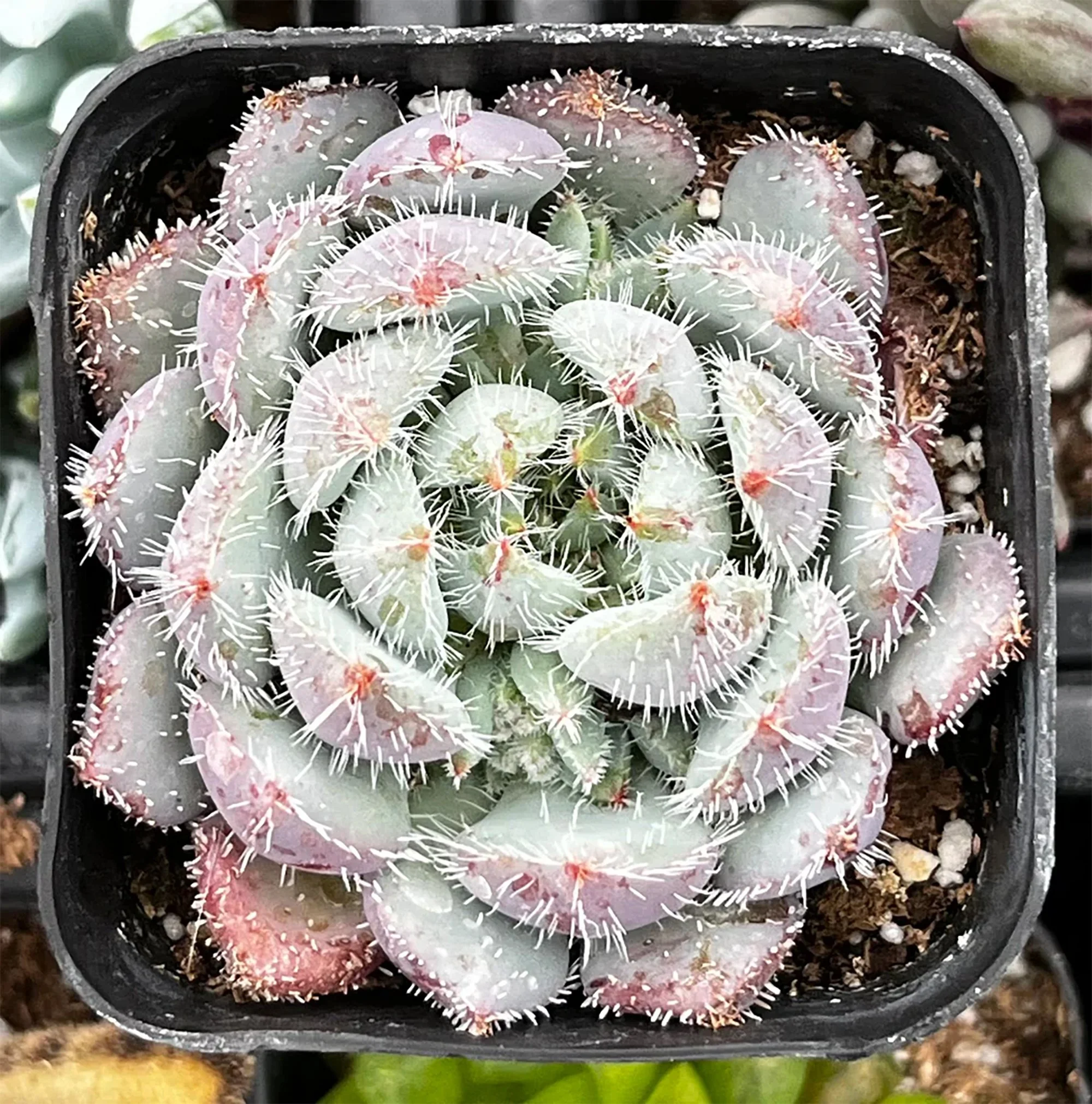 Echeveria setosa var. deminuta 02.jpg