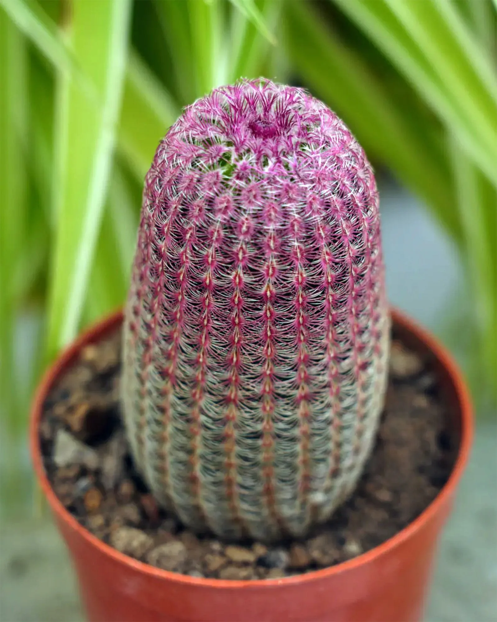 Echinocereus rigidissimus rubrispinus 02.jpg