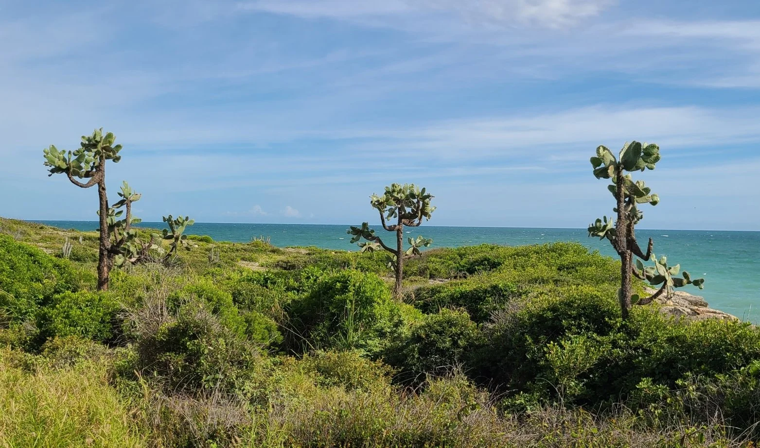 Consolea rubescens 04.jpg