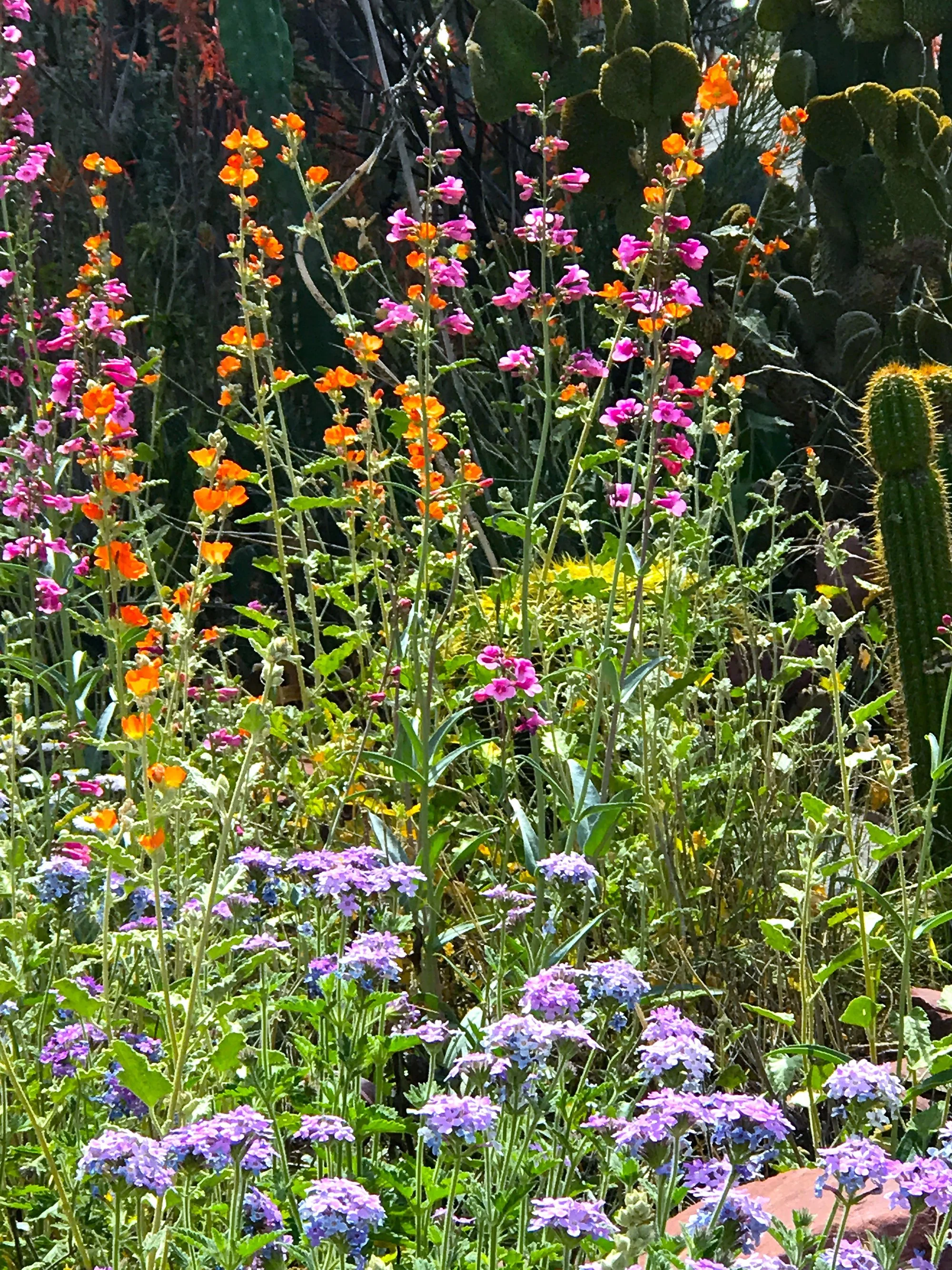 sw wildfowers 03.jpg