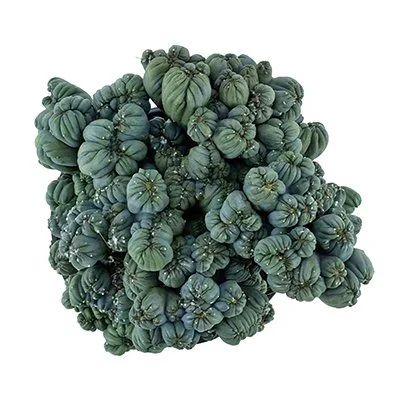 Cereus forbesii monstrose 'Ming Thing' 02.jpg