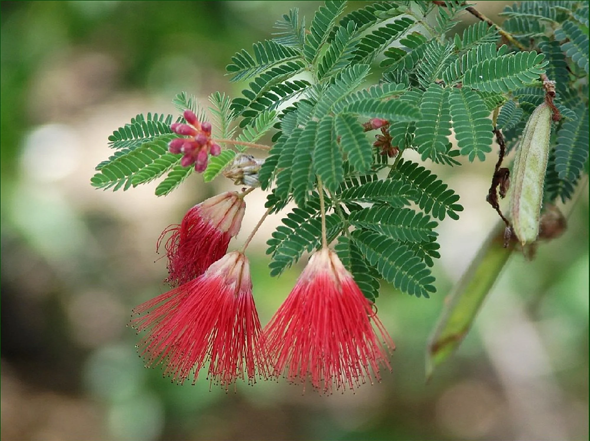 Calliandra californica 02.jpg