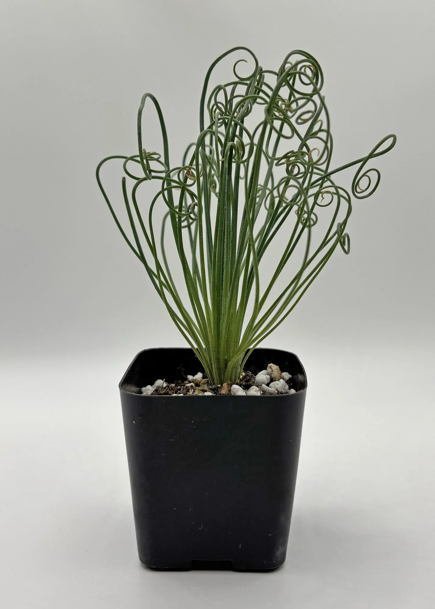 Albuca spiralis 04.jpg