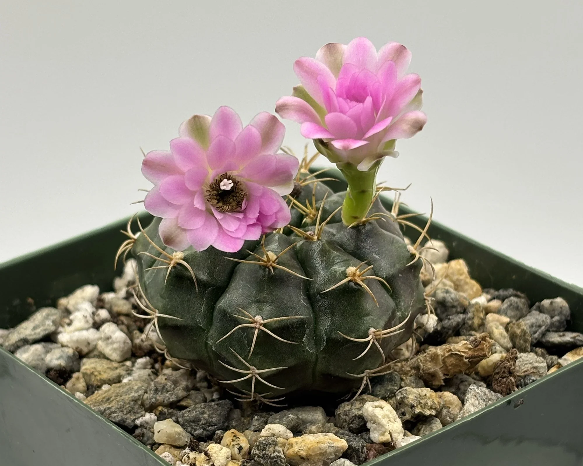 gymnocalycium mihanovichii 01.jpg