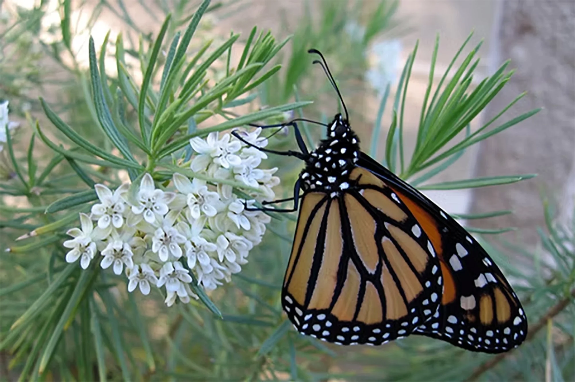 Asclepias linaria (Pineleaf Milkweed) Seeds