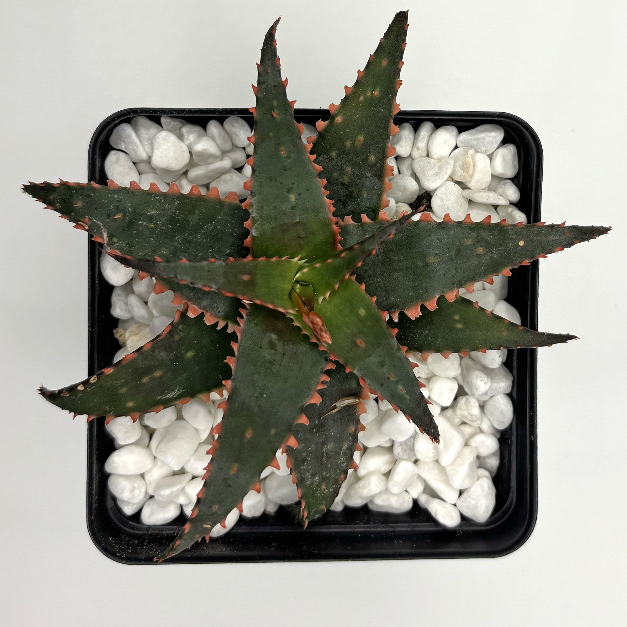 aloe christmas sleligh 02.jpg