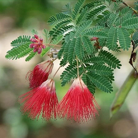 Calliandra californica (Baja Fairy Duster) Seeds