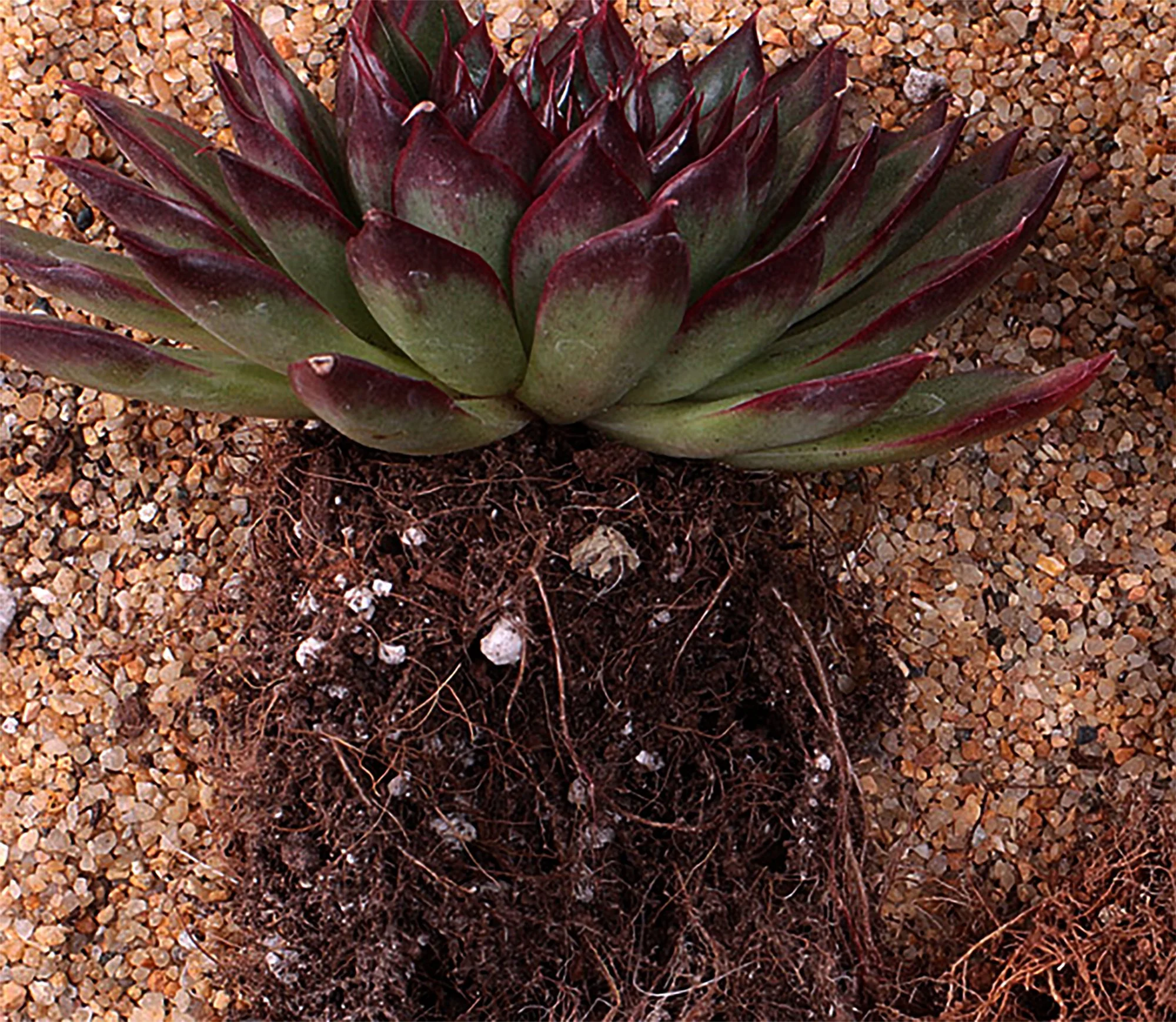 Succulent soil 03.jpg