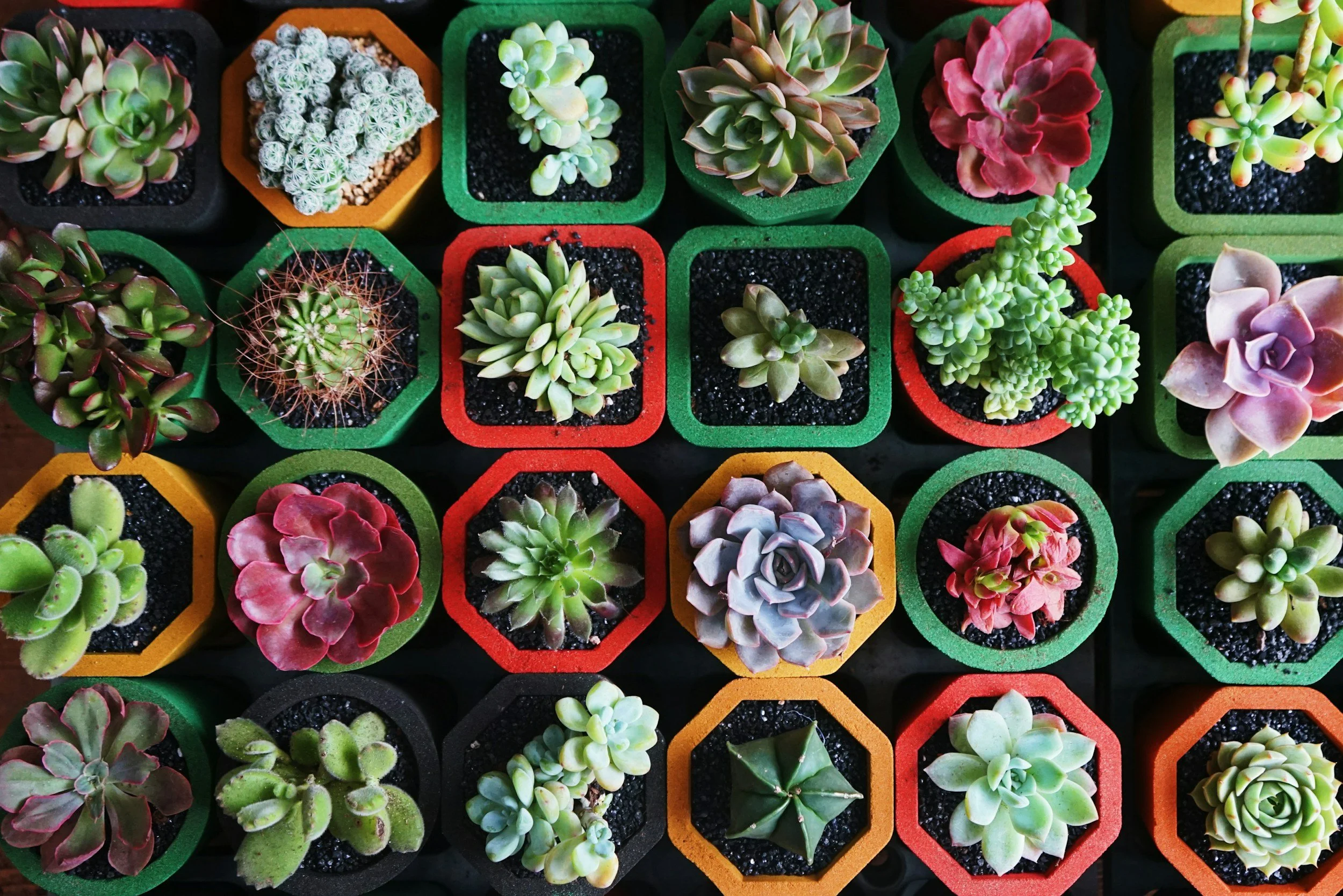 Top-down view of various potted succulents and cacti in colorful containers.