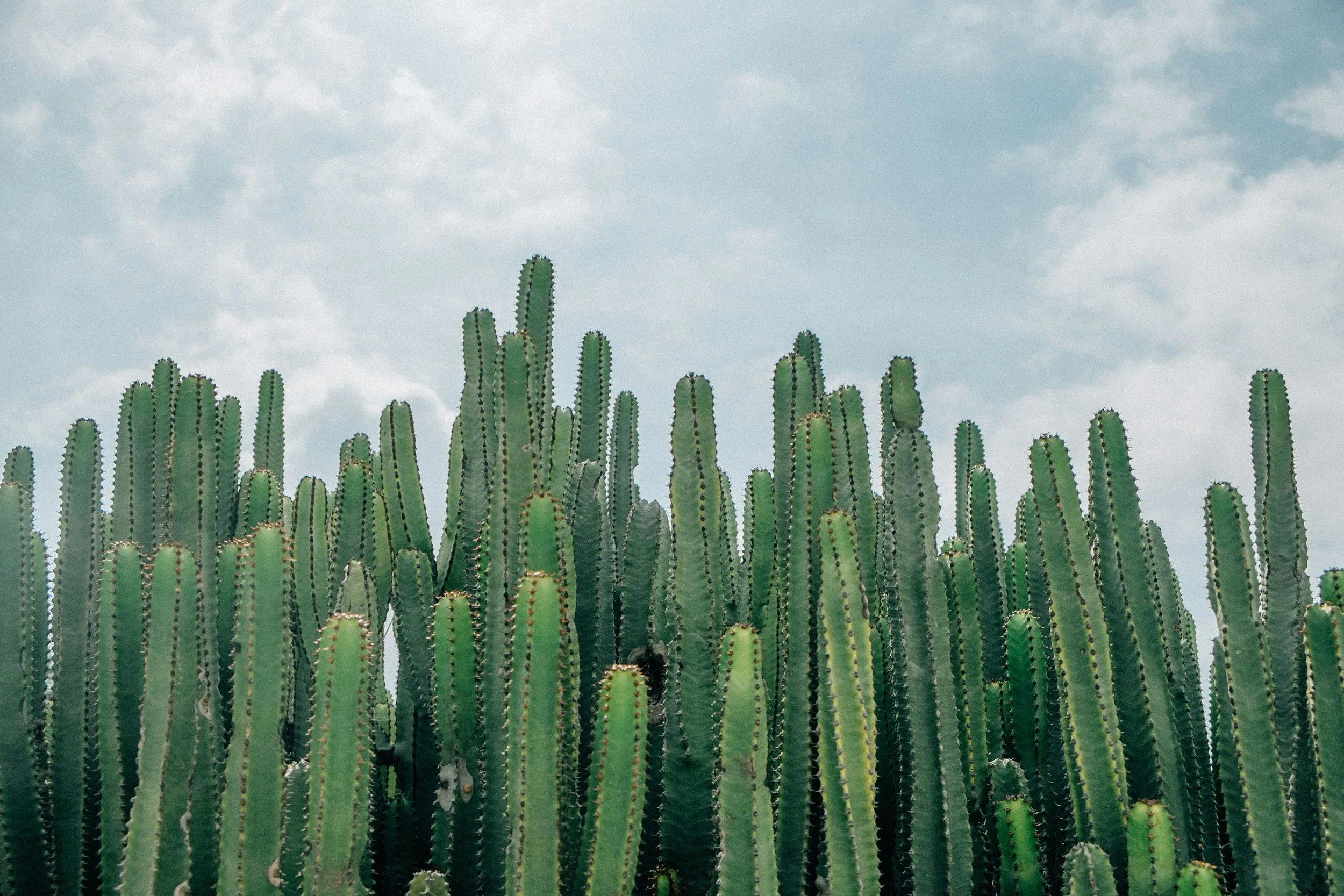 Group of tall green cacti against a cloudy sky.