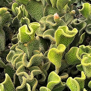 Opuntia microdasys f. monstrosa (Crazy Bunny Ears)