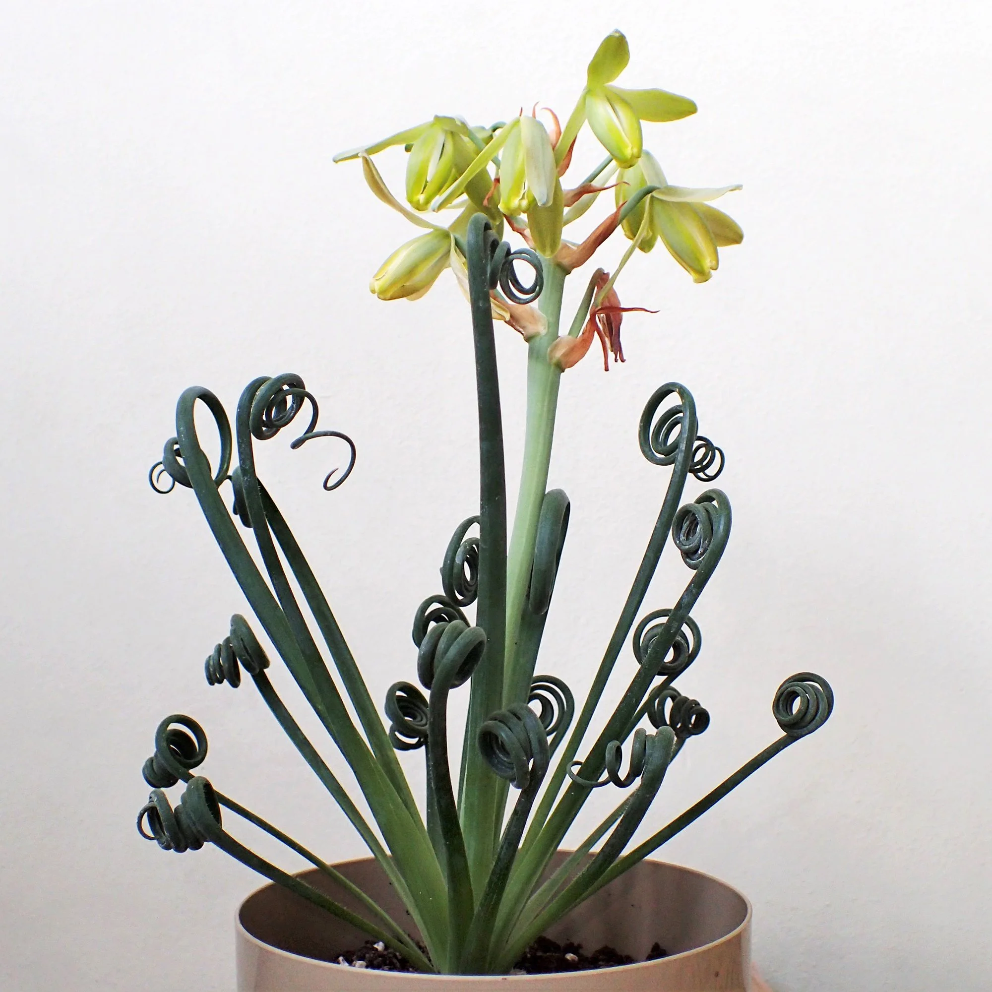 albuca spiralis 02.jpg