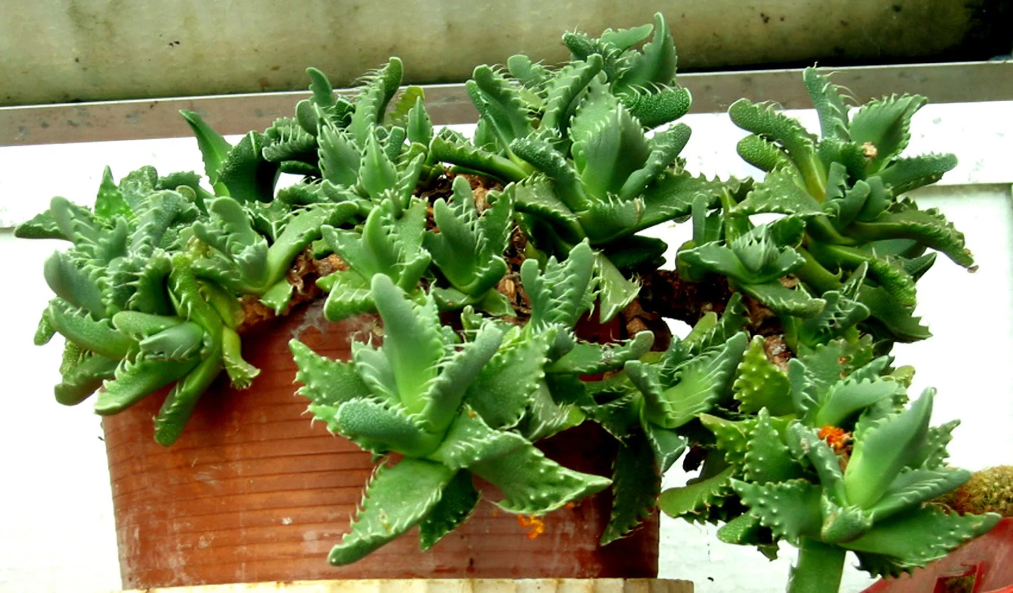 Faucaria_tigrina 03.jpg
