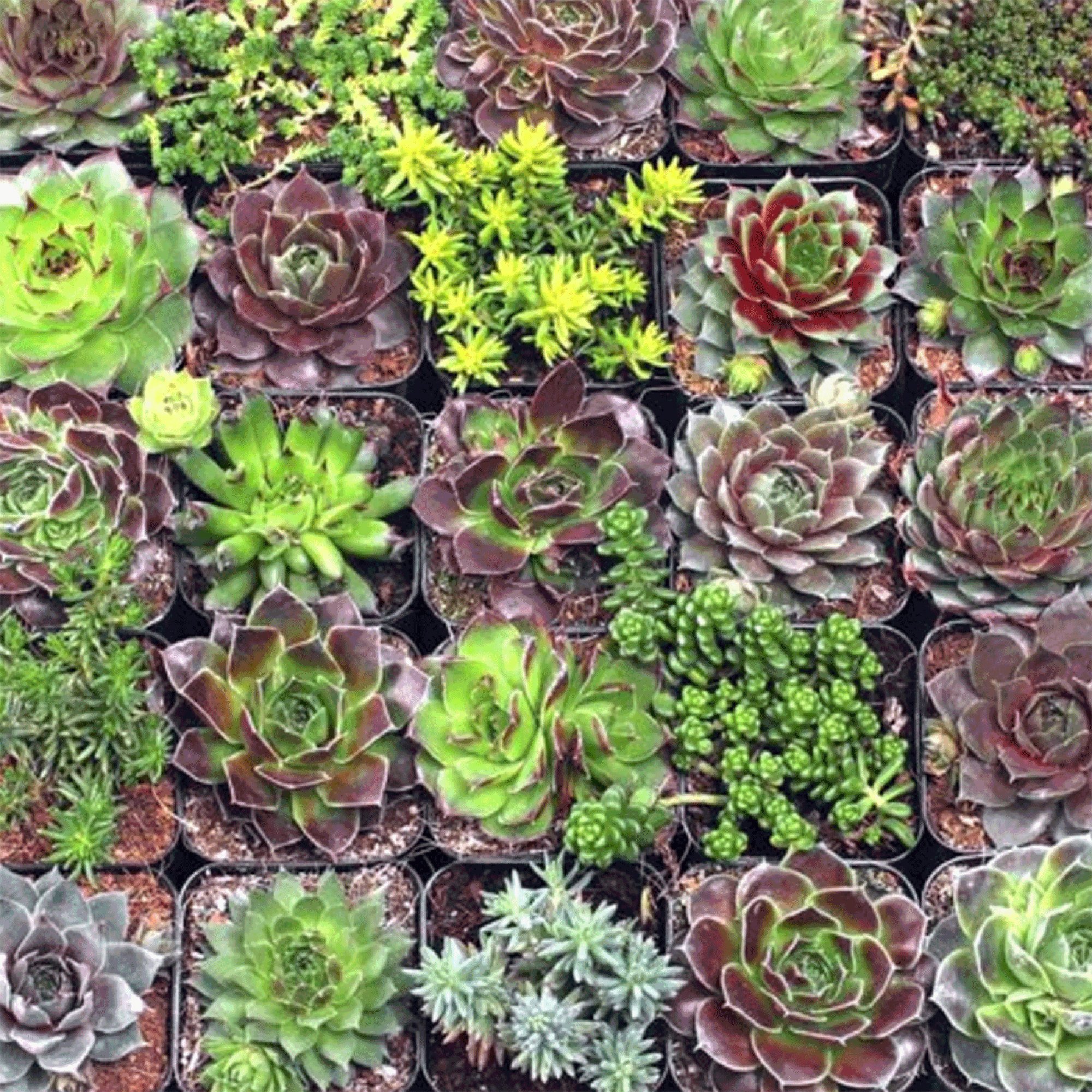 succulent club 04.jpg