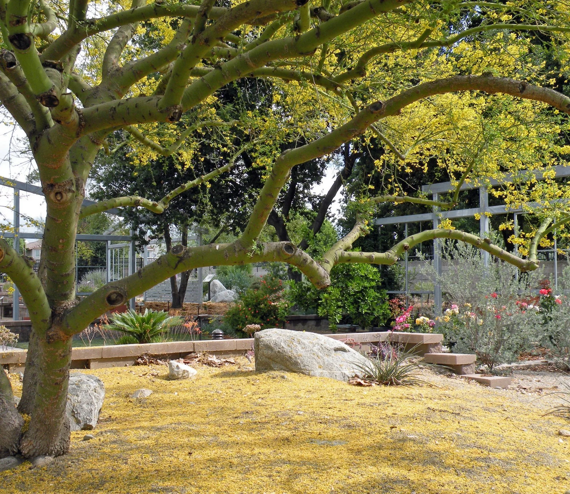 Parkinsonia florida 01.jpg