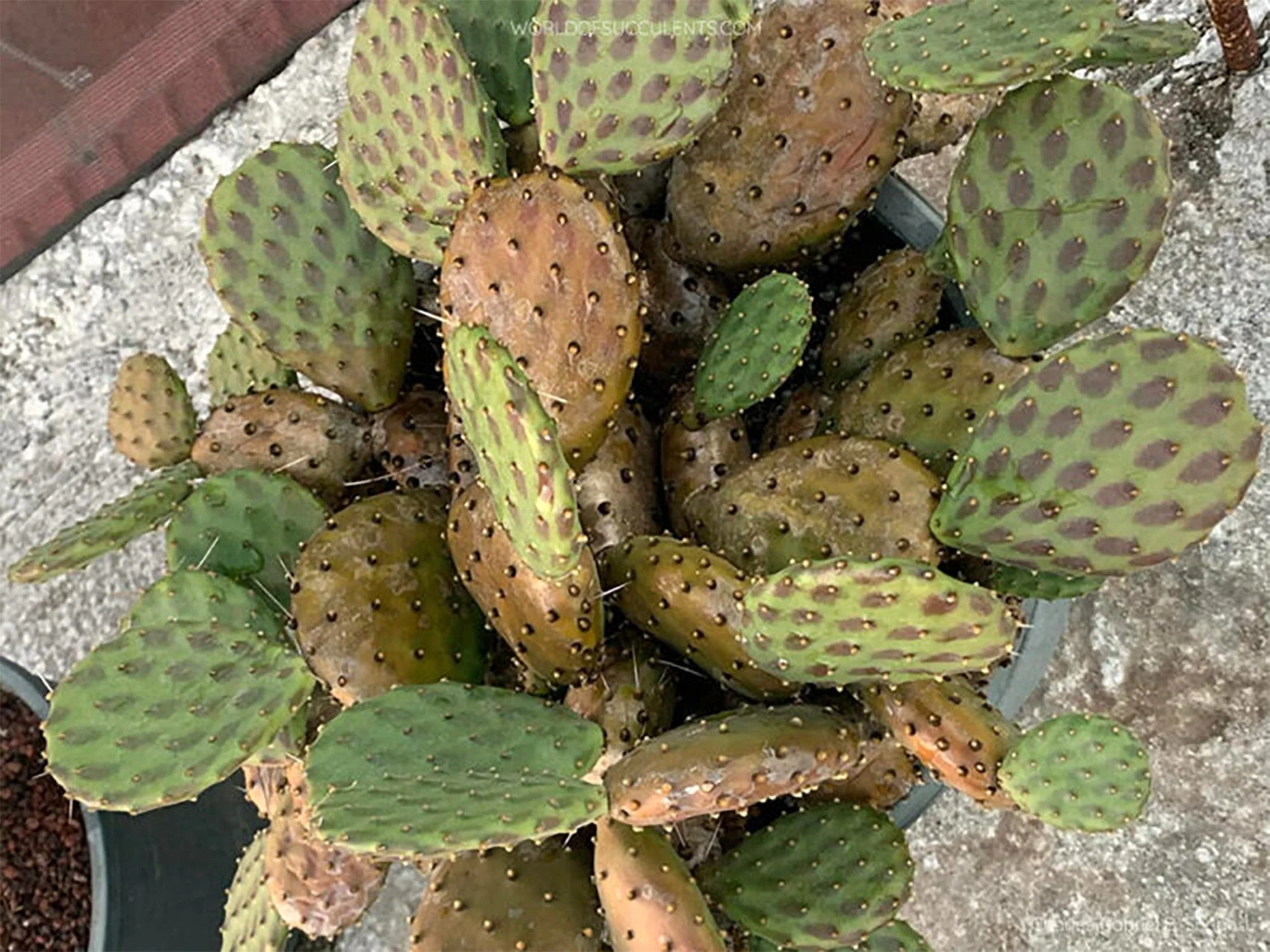 Opuntia decumbens 02.jpg
