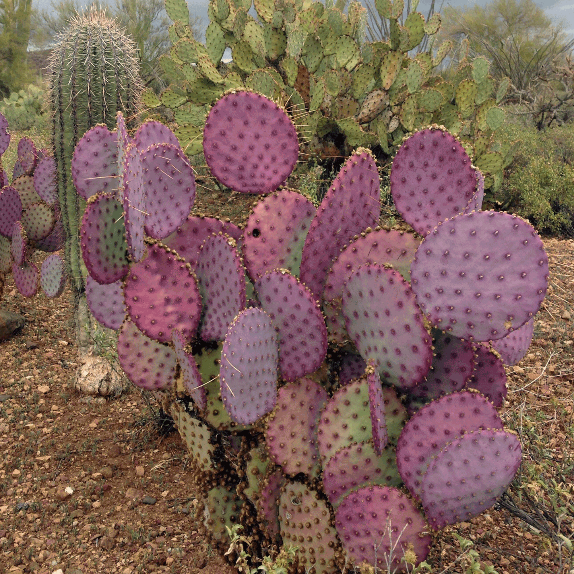Opuntia 'Santa Rita' 01.png