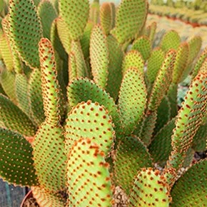 Opuntia microdasys subsp. rufida (Cinnamon Bunny Ears)