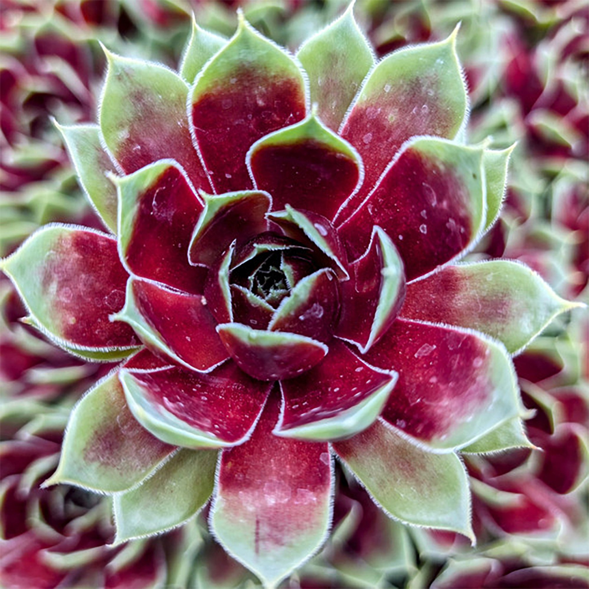 Sempervivum Colorockz Crystal Coconut 01.jpg