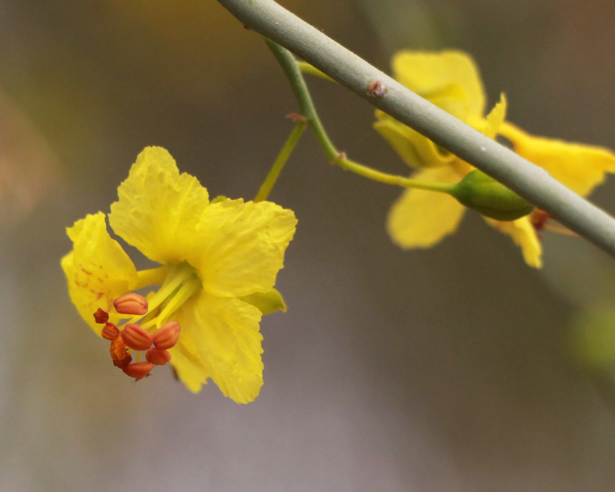 Parkinsonia florida 06.jpg