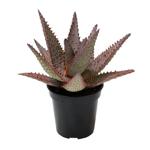 Aloe 'AJR' 01.jpg