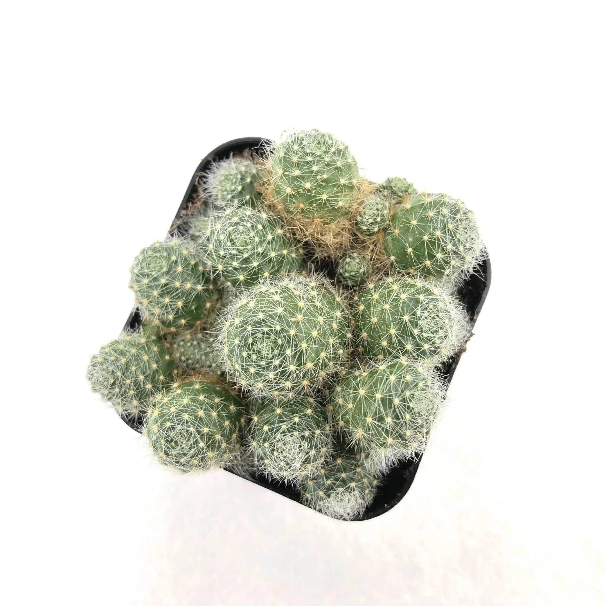 rebutia albiflora 02.jpg