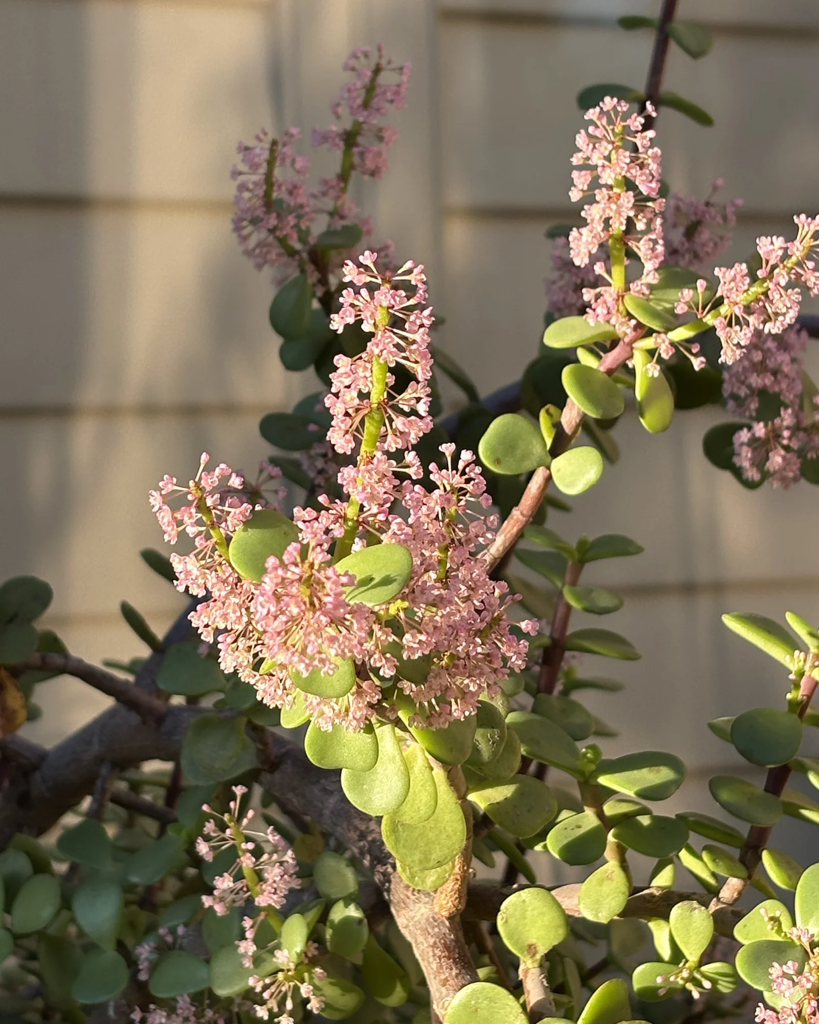 portulacaria afra 02.jpg