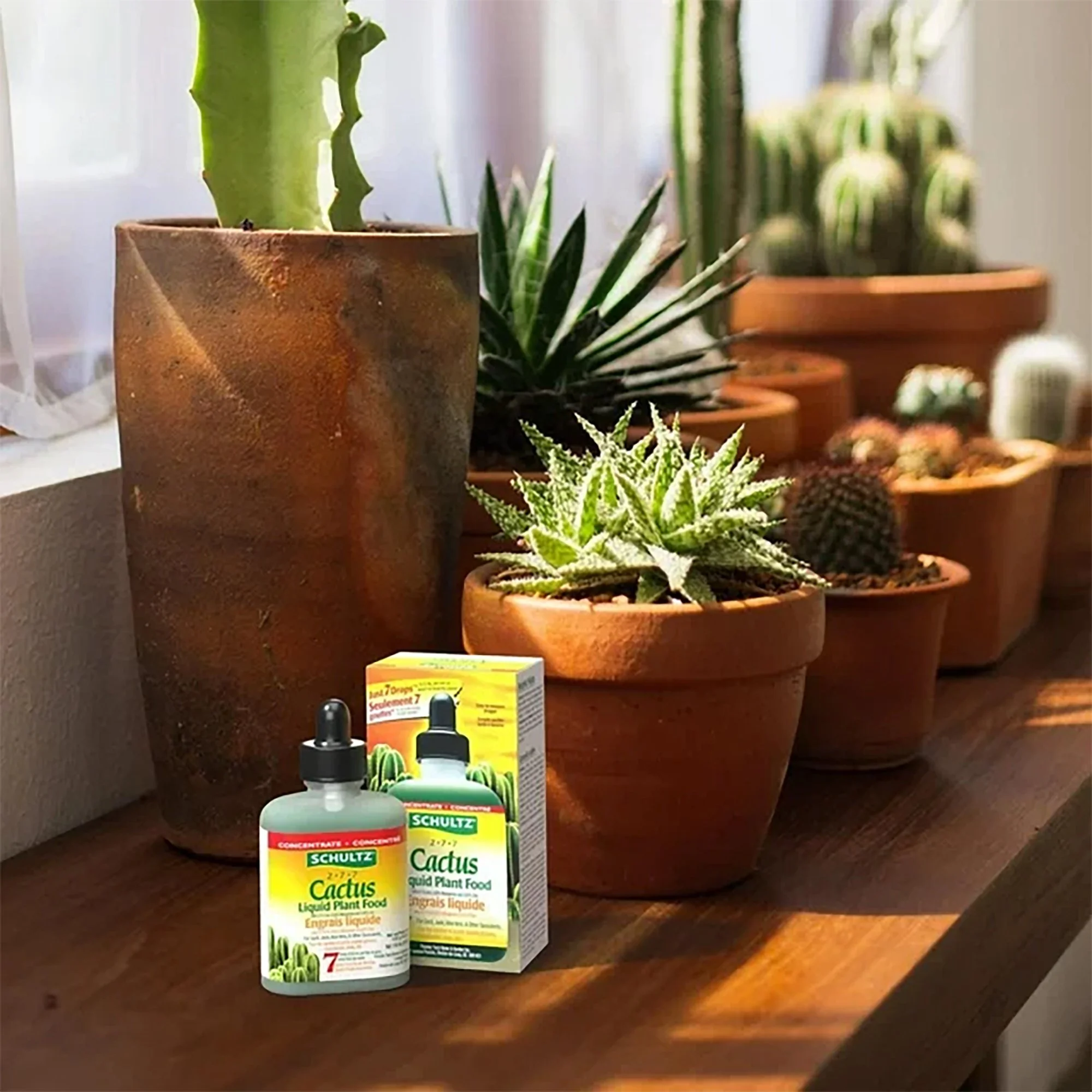 schultz cactus 02.jpg