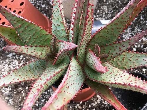 Aloe 'AJR' (AJR Aloe)