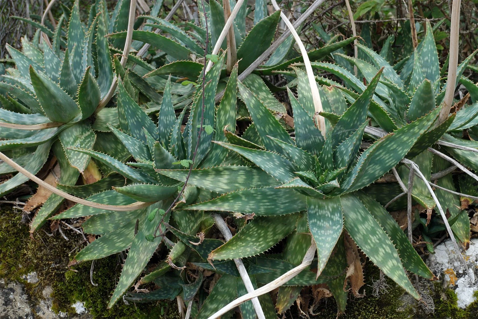 Aloe maculata 02.jpg
