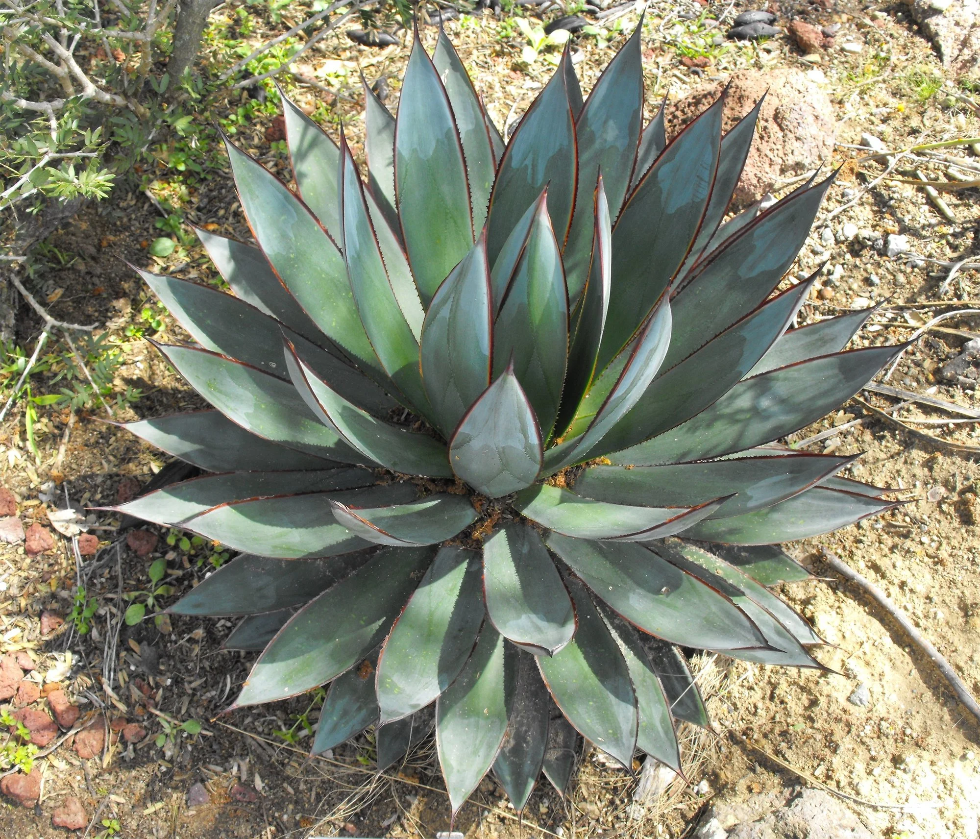 agave blue glow 03.jpg
