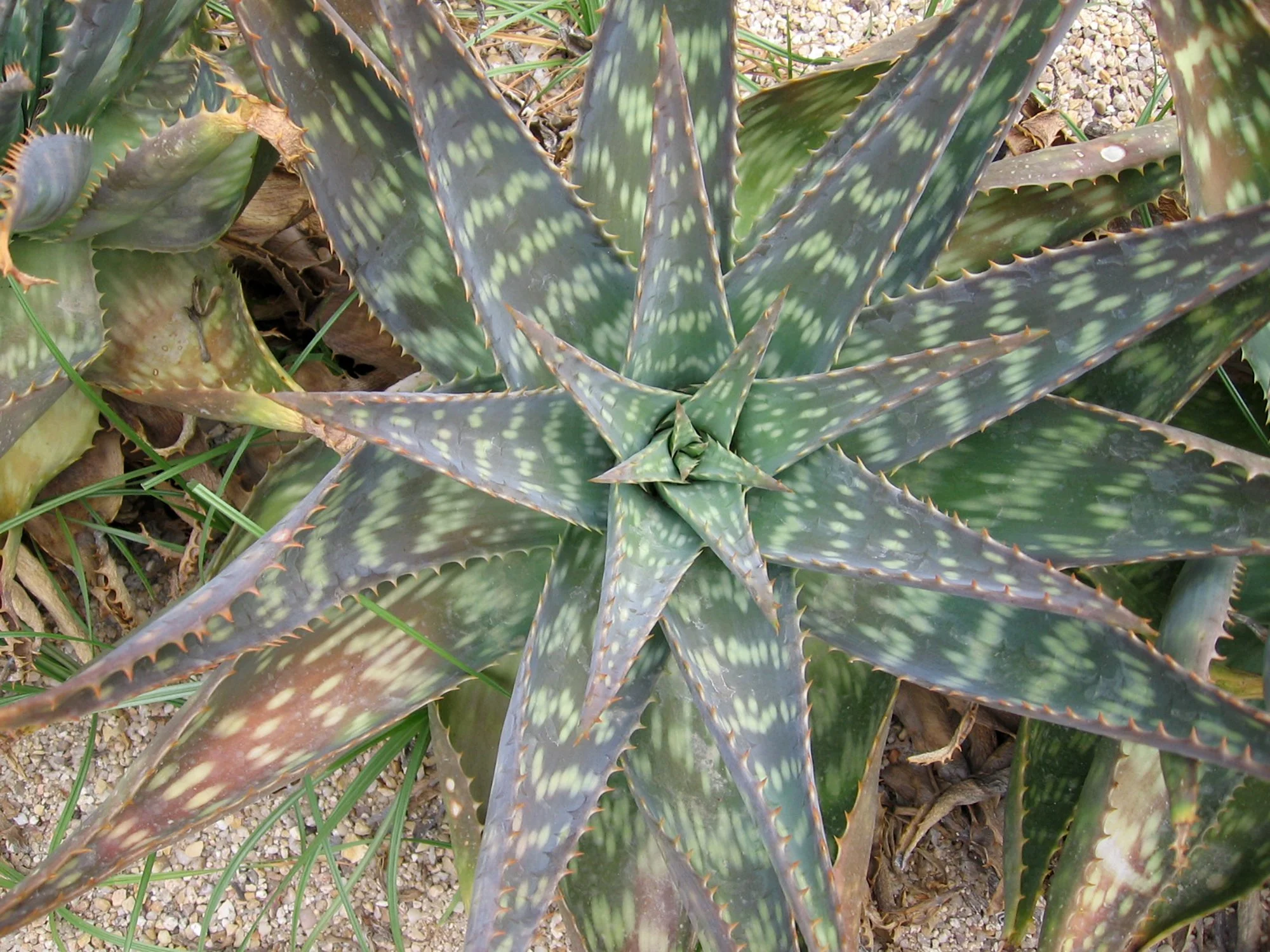 Aloe maculata (Soap Aloe)