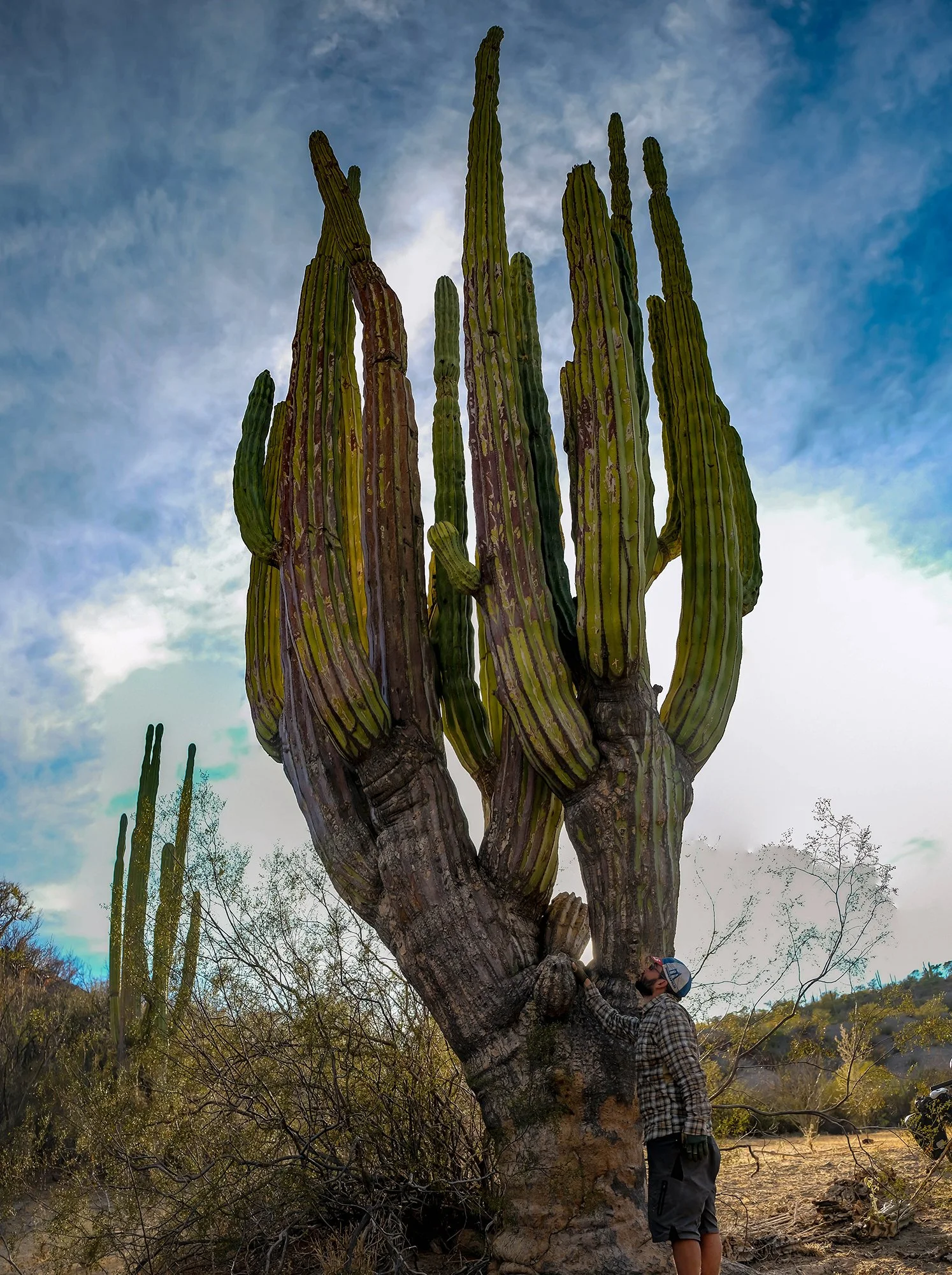 Pachycereus pringlei 05.jpg