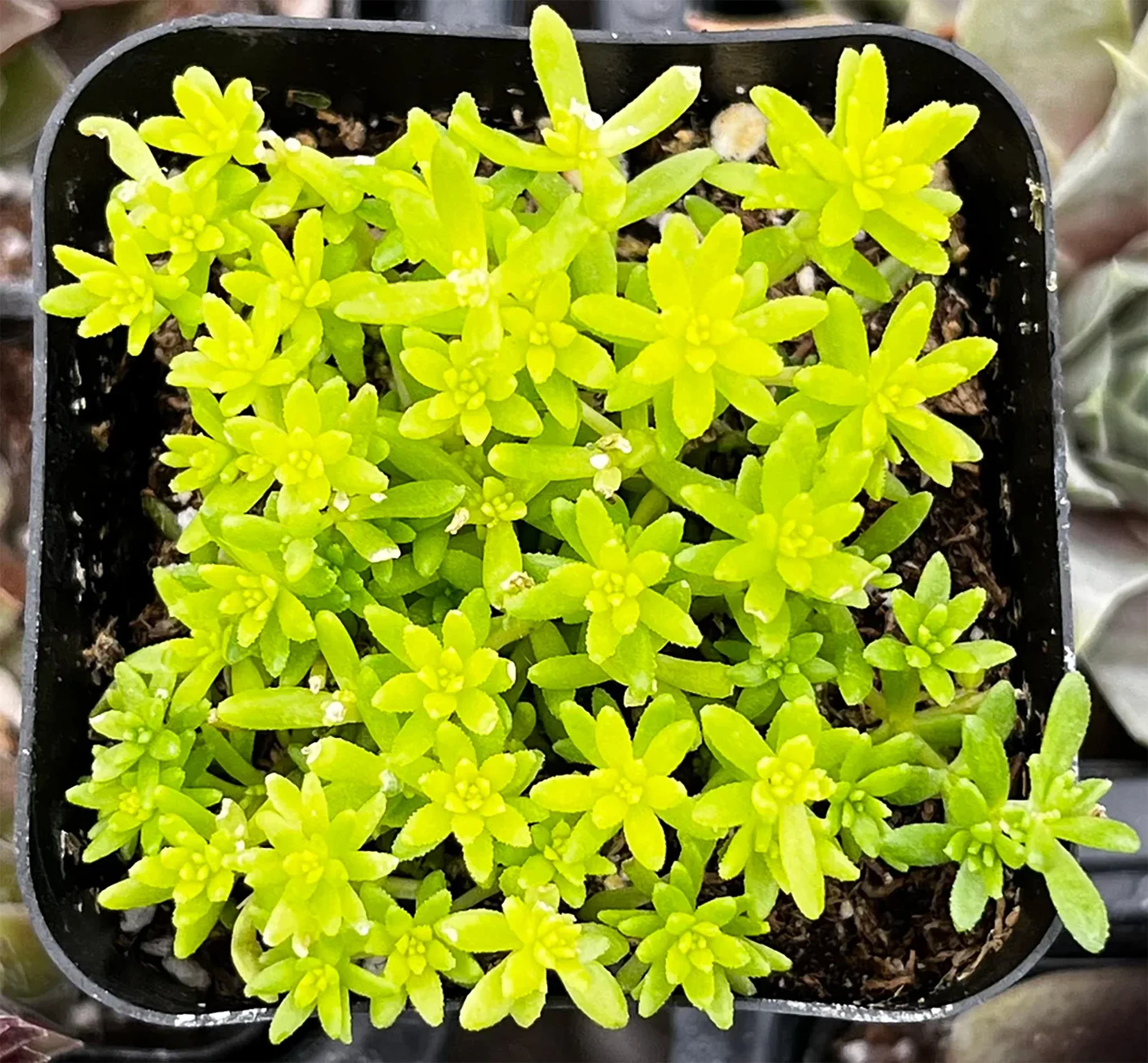 Sedum Tokyo Sun 01.jpg