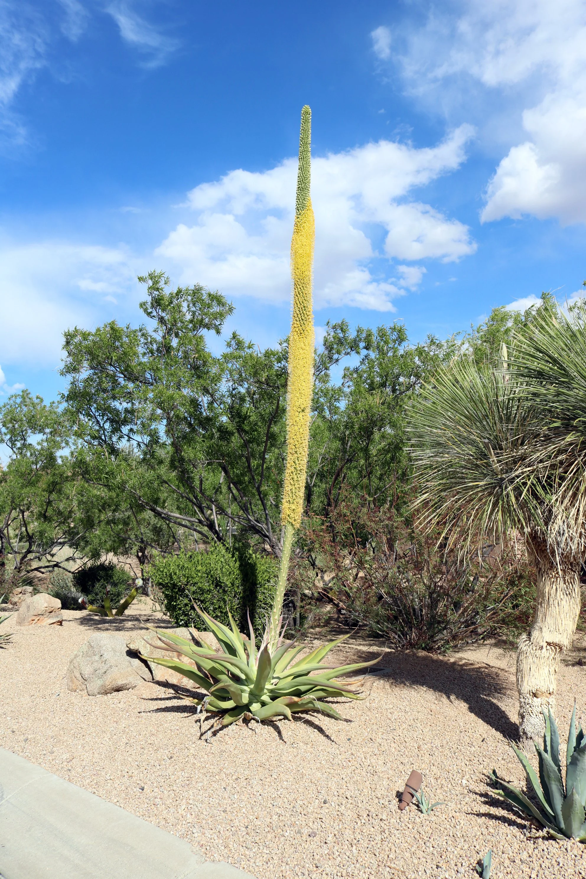 a vilmoriniana 04.jpg