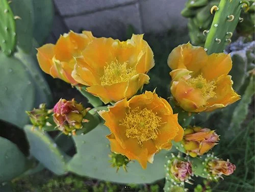 Opuntia cacanapa 'Ellisiana' 01.jpg