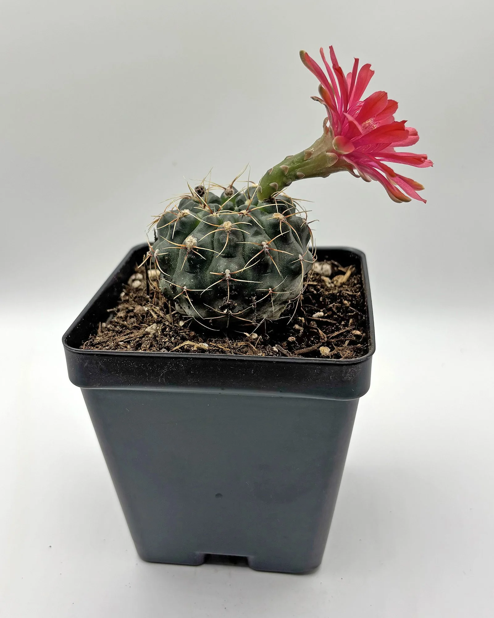 gymnocalycium baldianum 03.jpg
