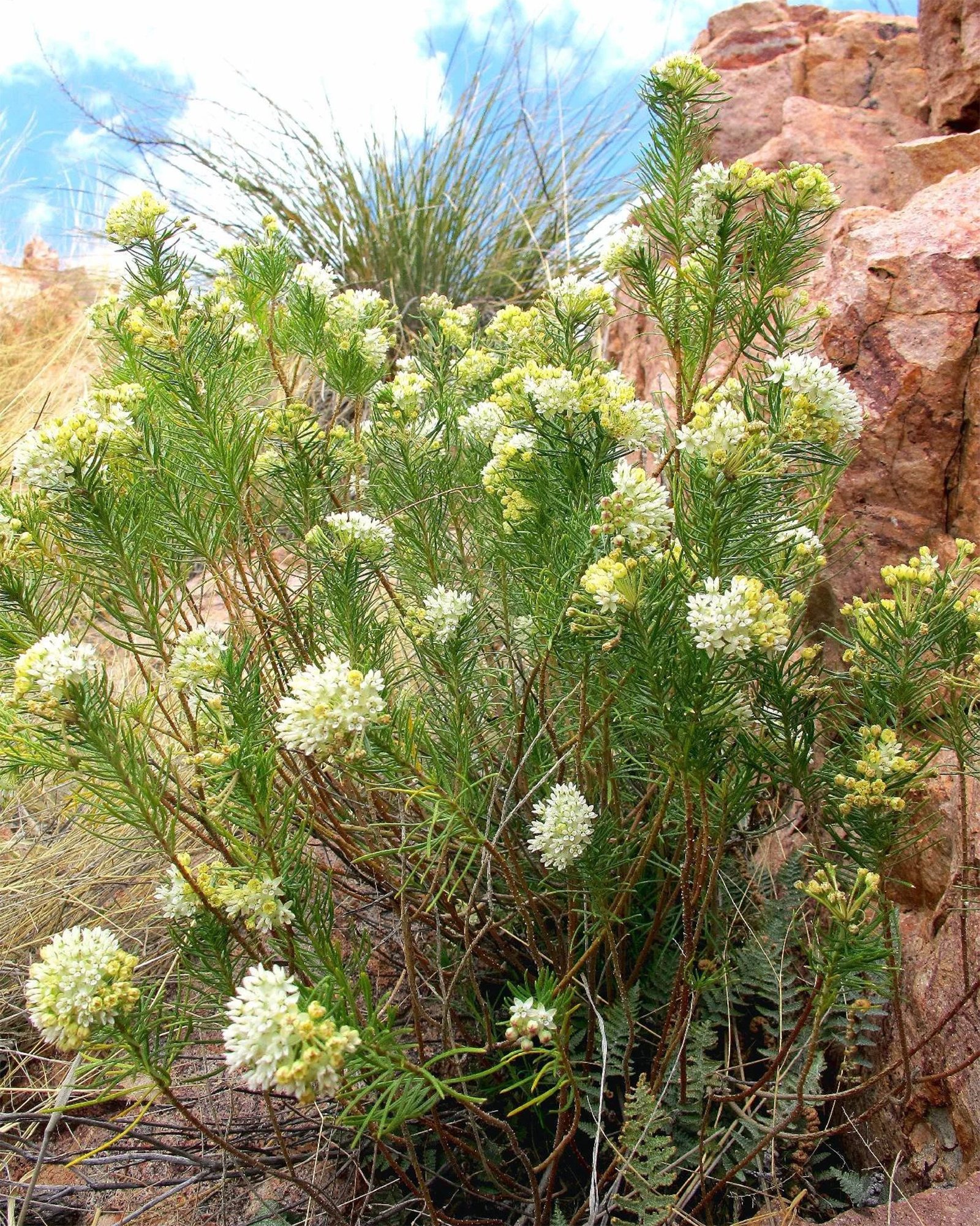 Asclepias linaria 03.jpg